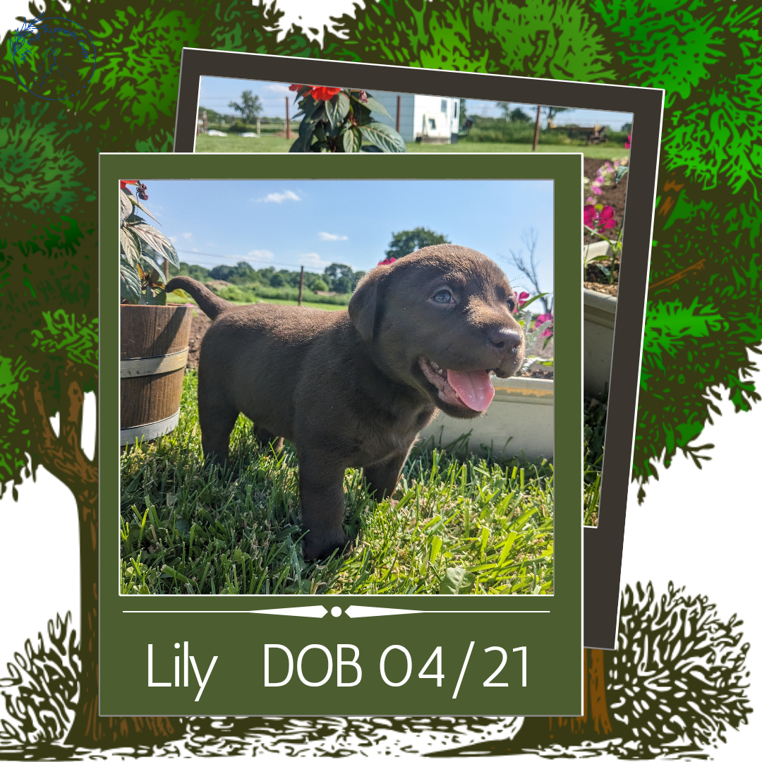CHOCOLATE LAB (04/21) FEMALE