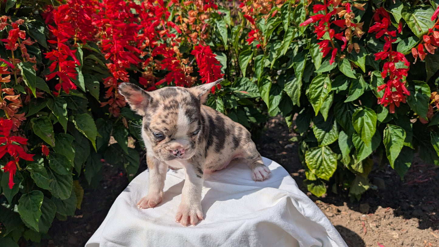 FRENCHTON (06/25) MALE