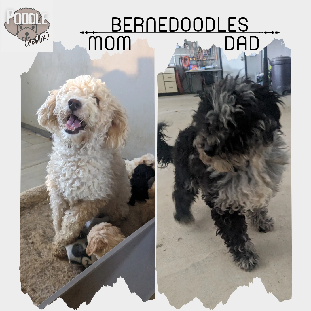 MICRO BERNEDOODLES (03/18) FEMALE