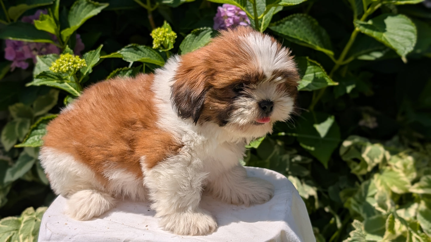 SHIH TZU (05/17) FEMALE