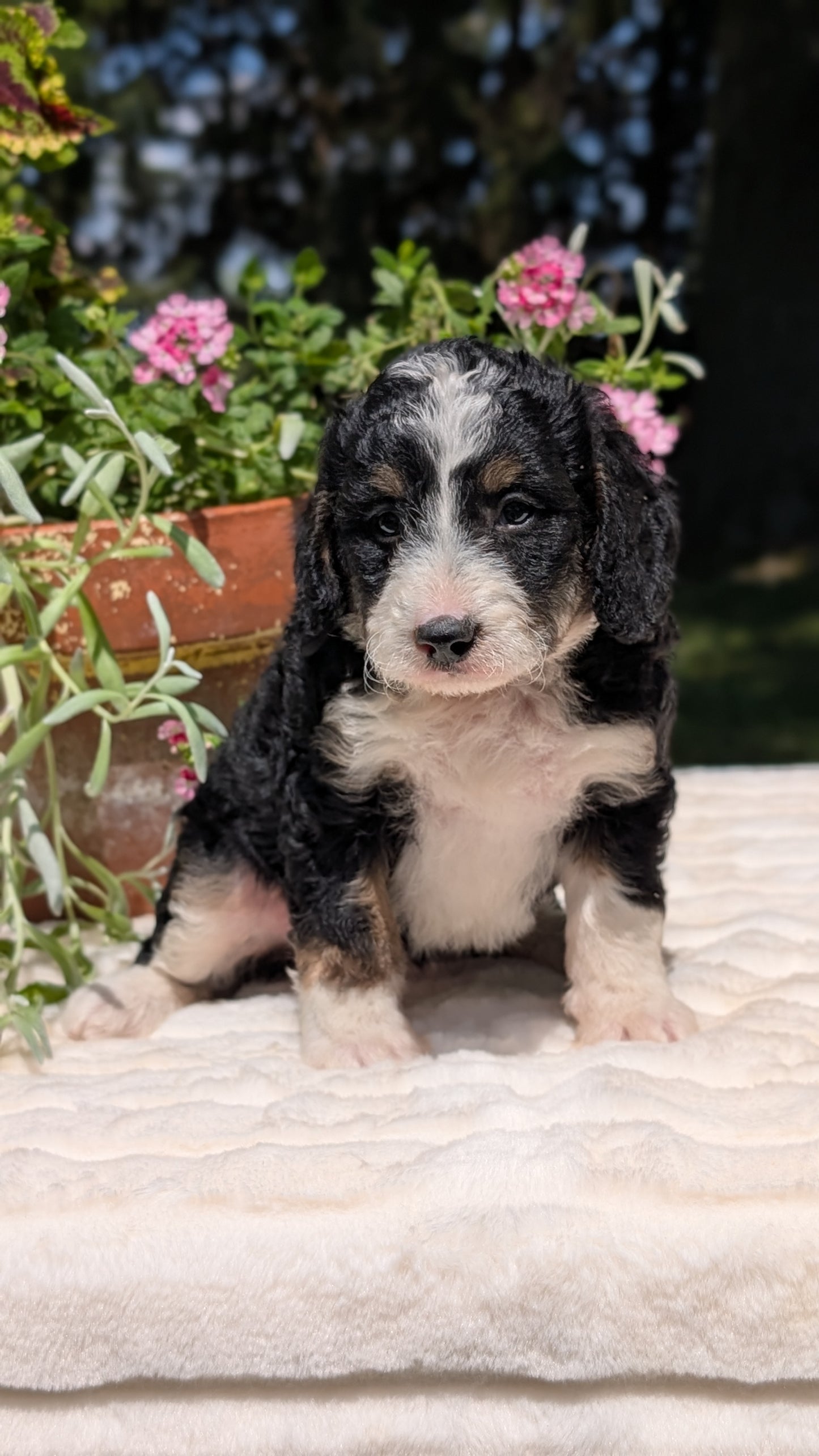 MINI BERNEDOODLE (06/11) FEMALE