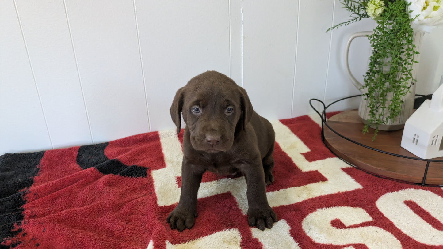 LABRADOR RETRIEVER (11/03) MALE