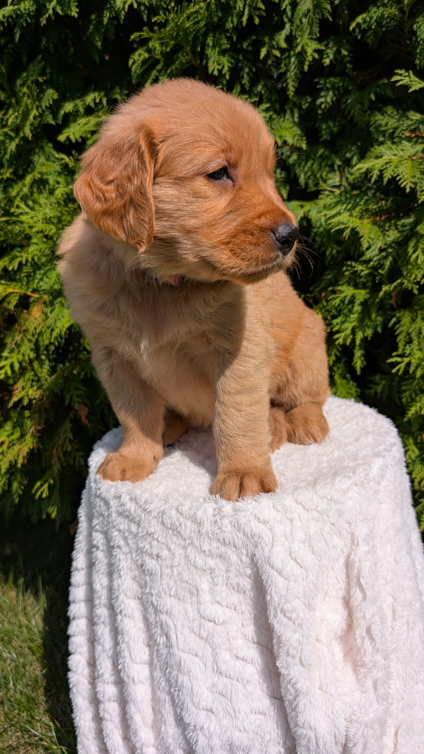 GOLDEN RETRIEVER (07/16) FEMALE