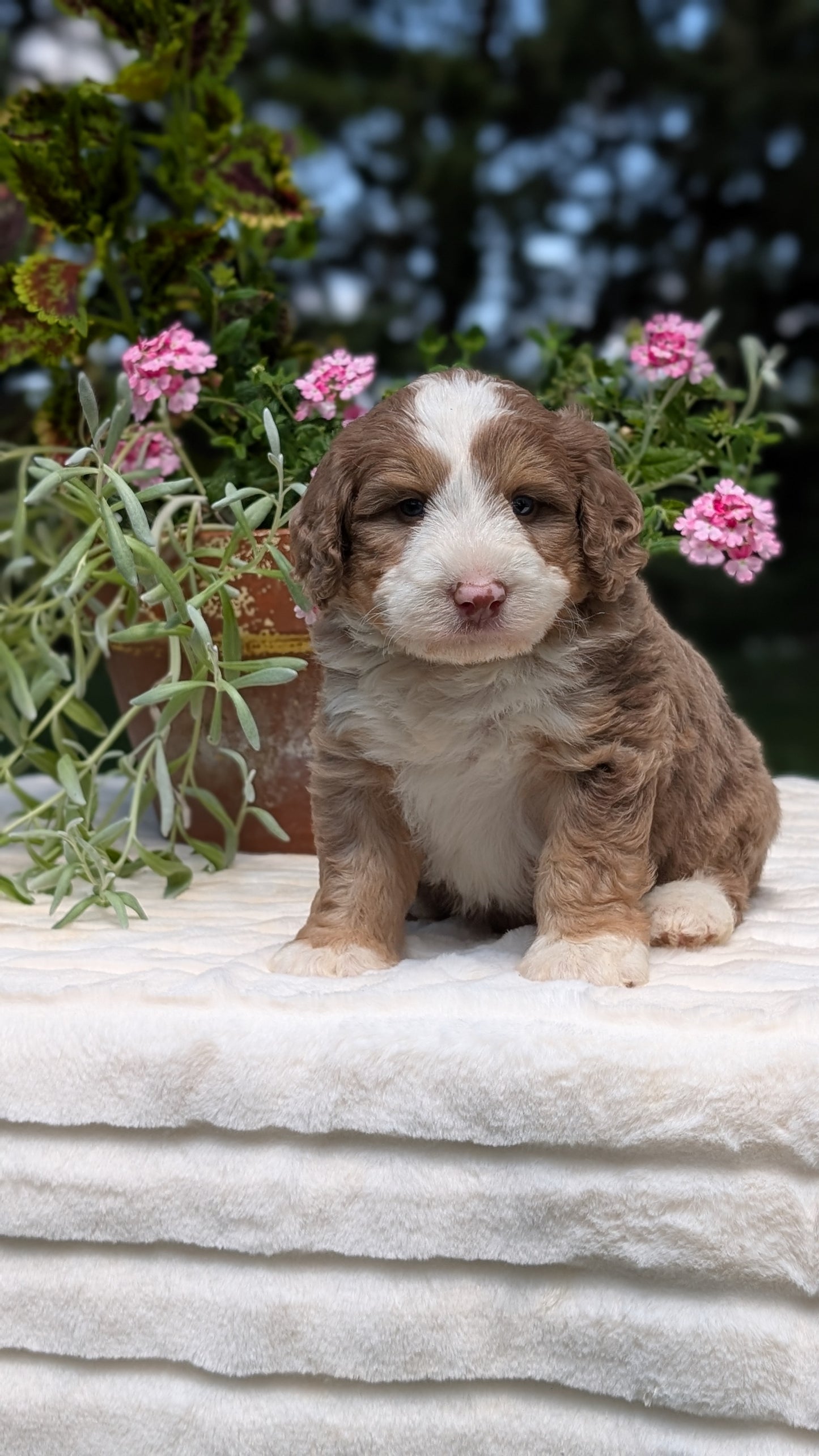 MINI BERNEDOODLE (06/11) MALE