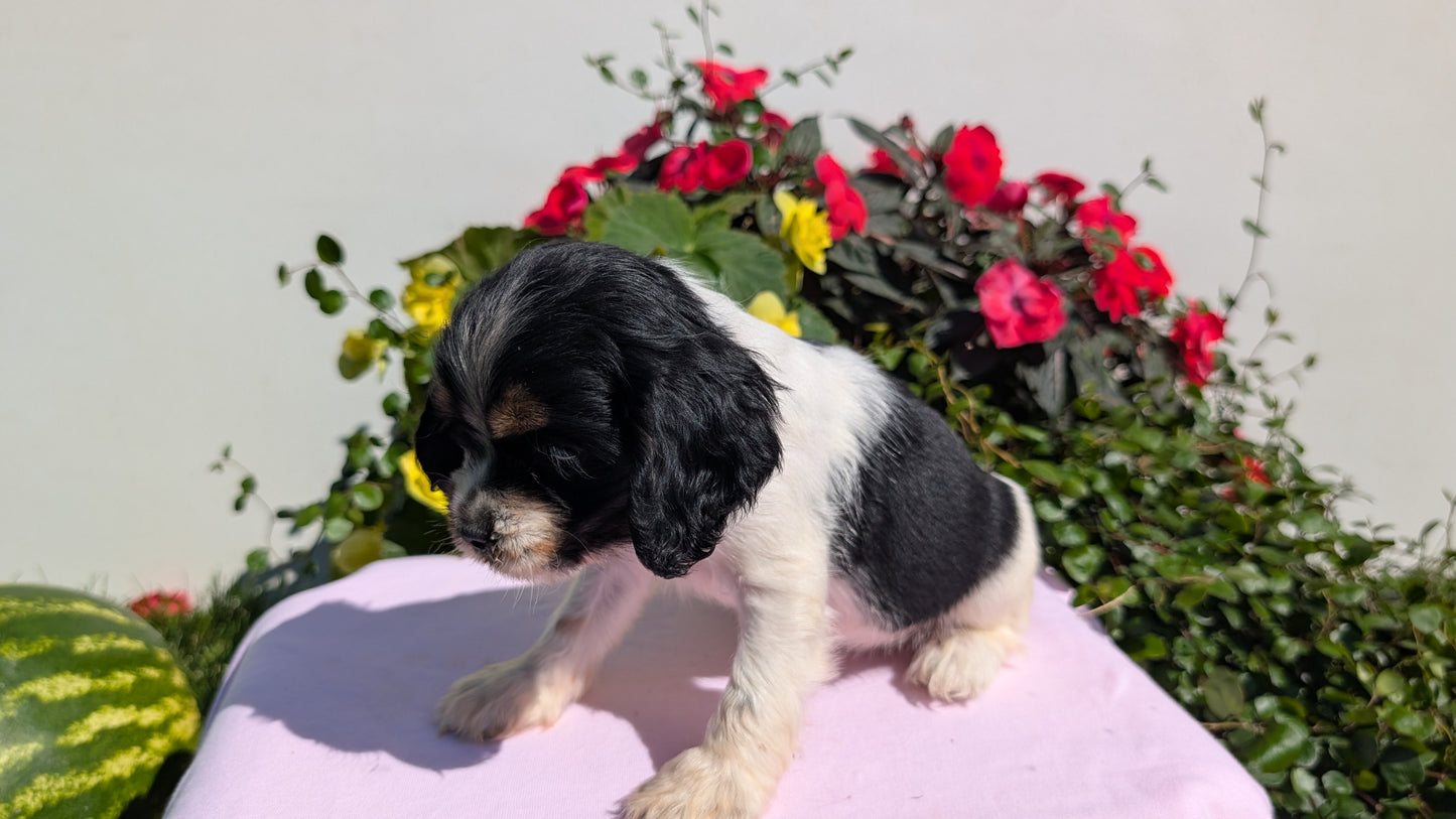 COCKER SPANIEL (07/16) FEMALE