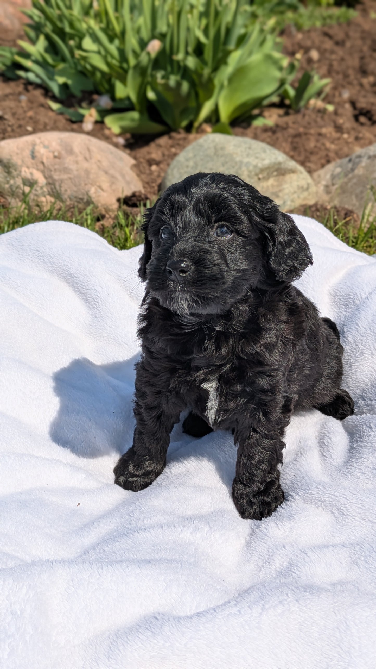 MINI BERNEDOODLE (03/30) MALE