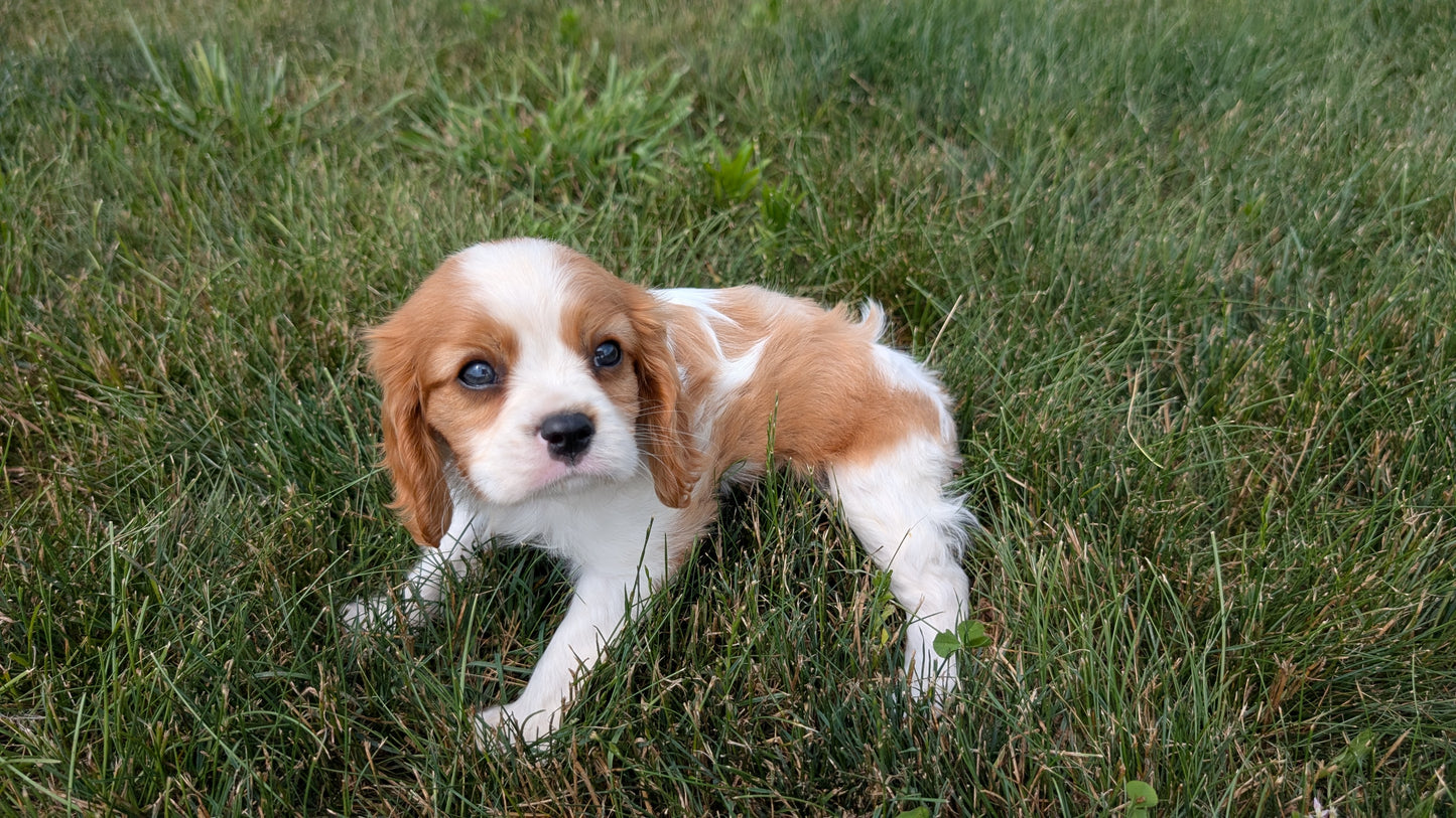 CAVALIER (05/19) MALE