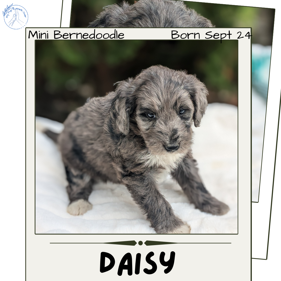 MINI BERNEDOODLE (09/24) FEMALE