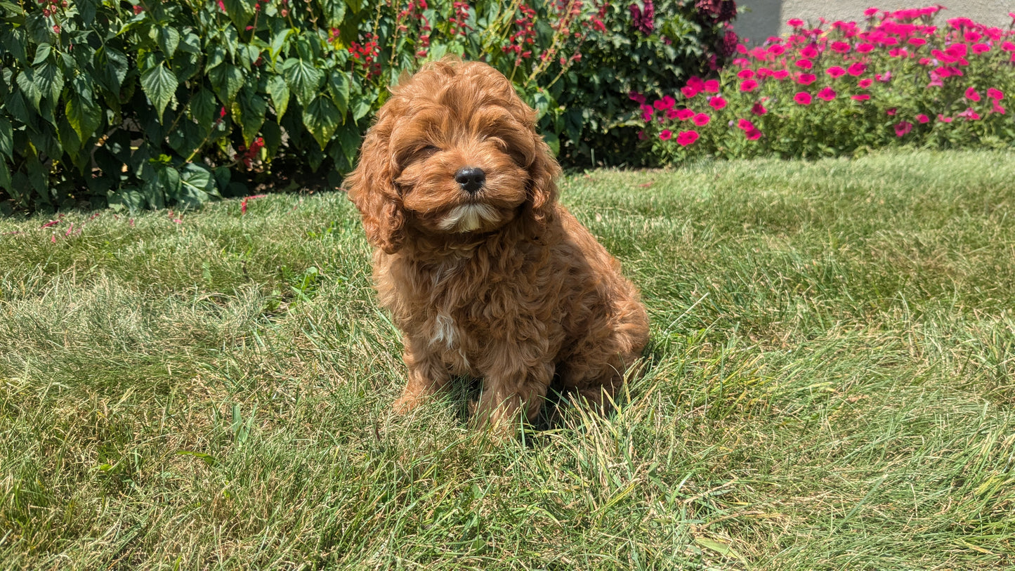 CAVAPOO (06/05) MALE