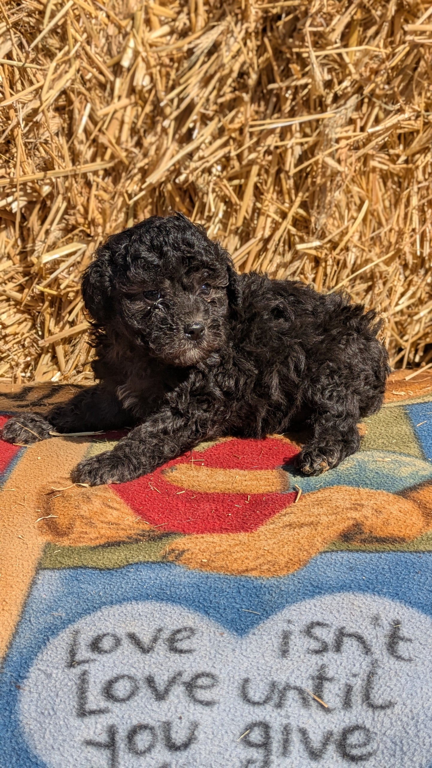 TOY POODLE (02/01) MALE