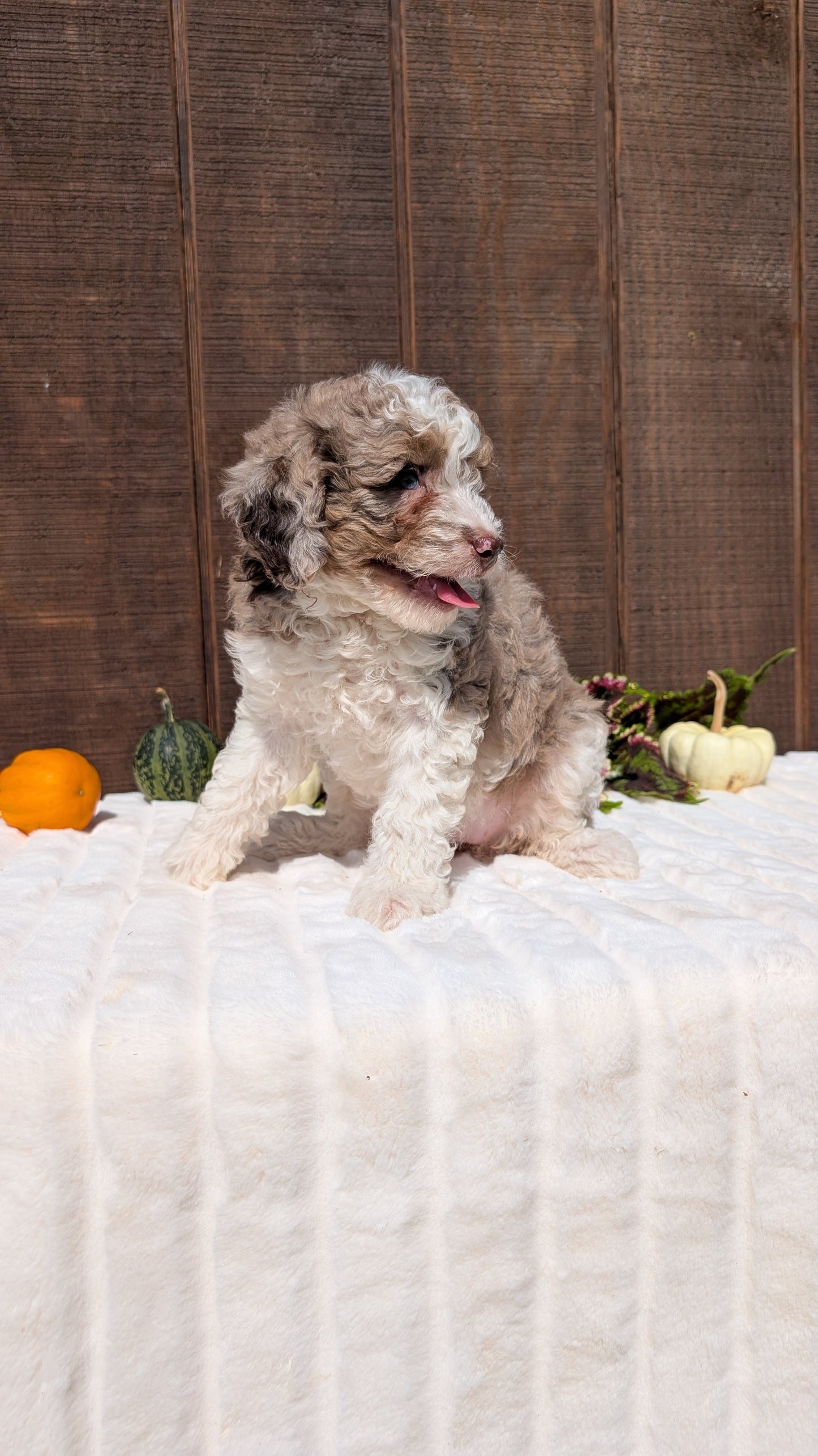MINI BERNEDOODLE (08/06) FEMALE