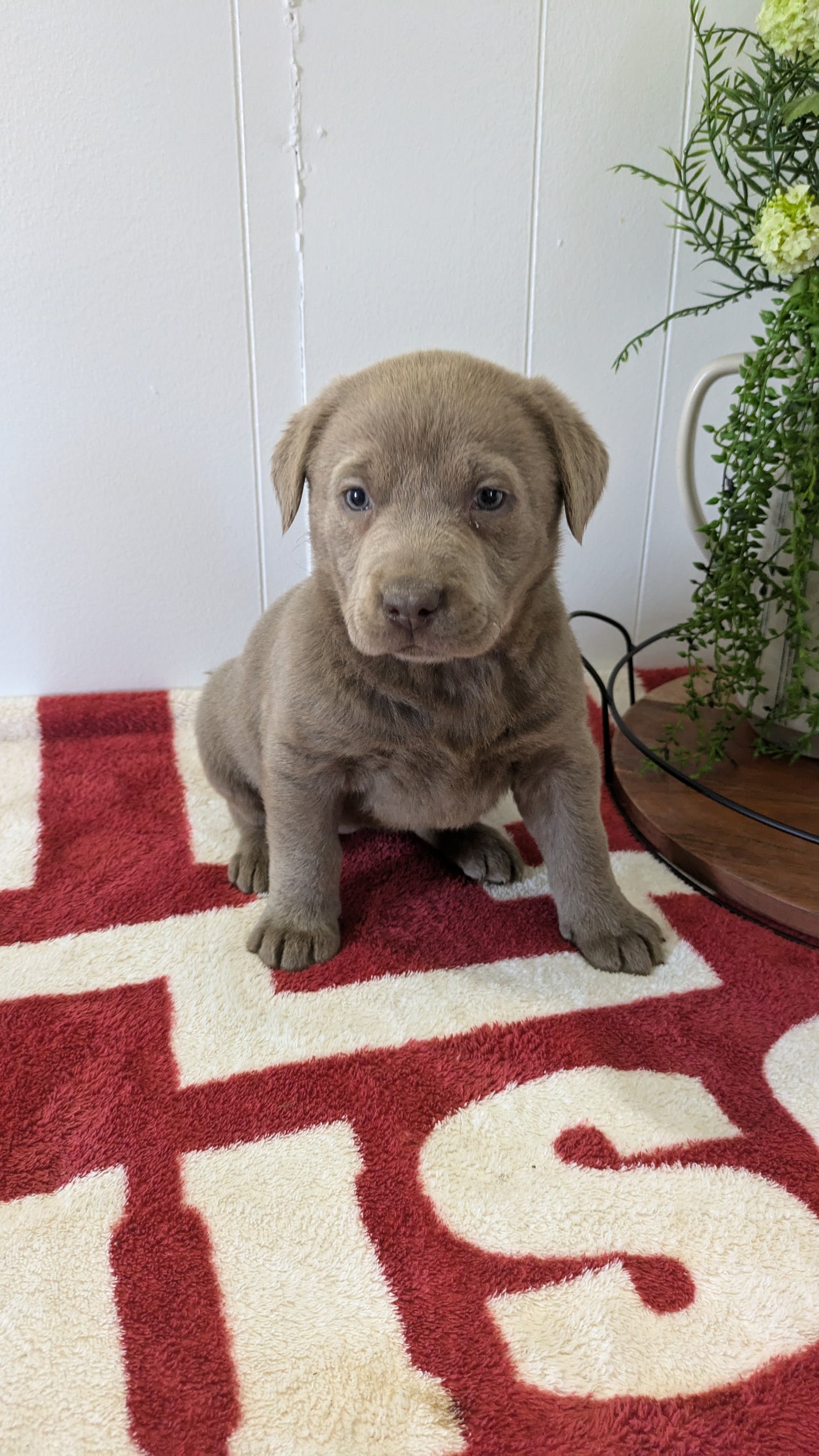 LABRADOR RETRIEVER (11/03) FEMALE