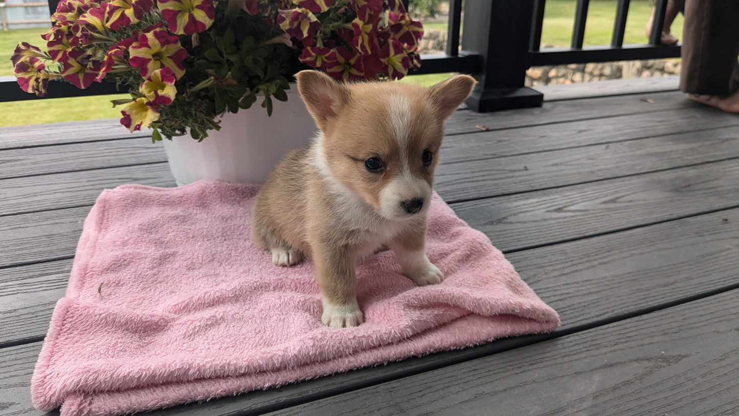 CORGI (06/02) FEMALE