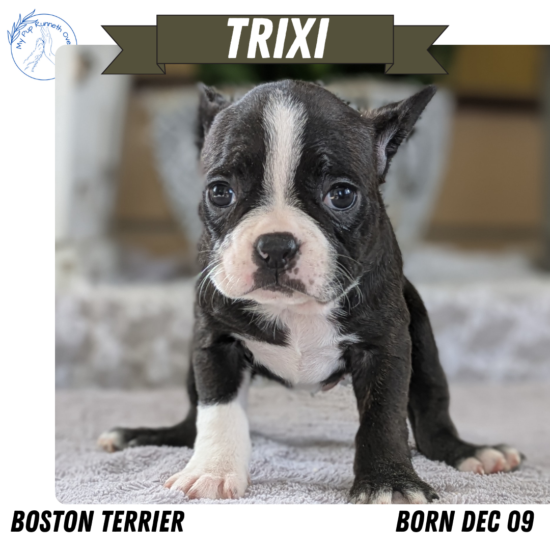 BOSTON TERRIER (12/09) FEMALE