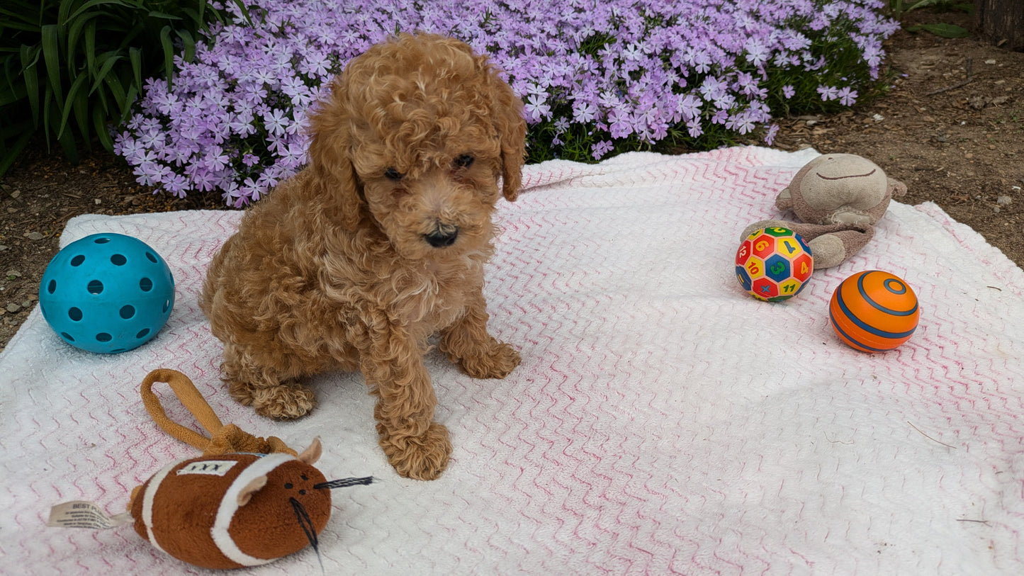 MALTIPOO (03/15) MALE