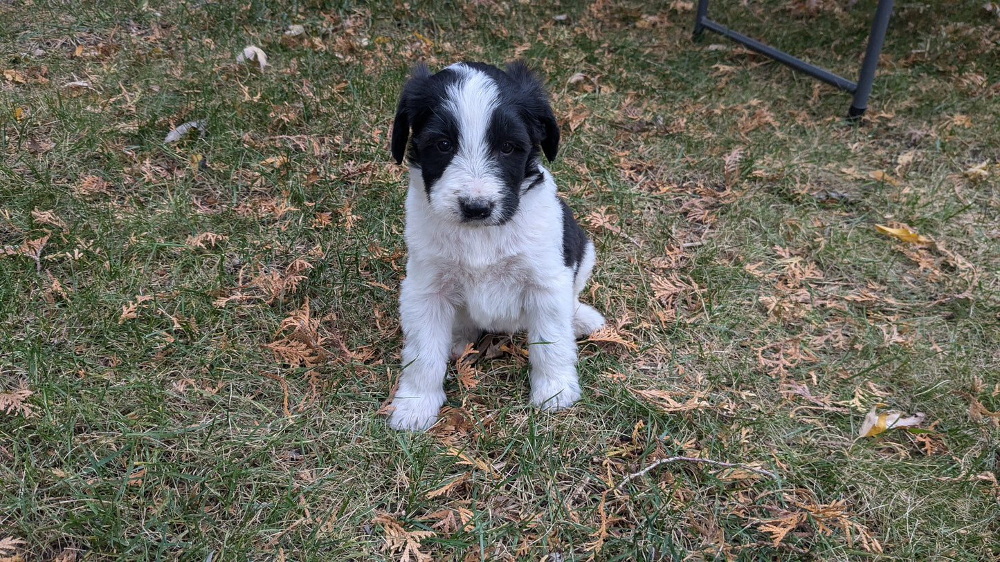 MINI BERNEDOODLE (09/24) MALE