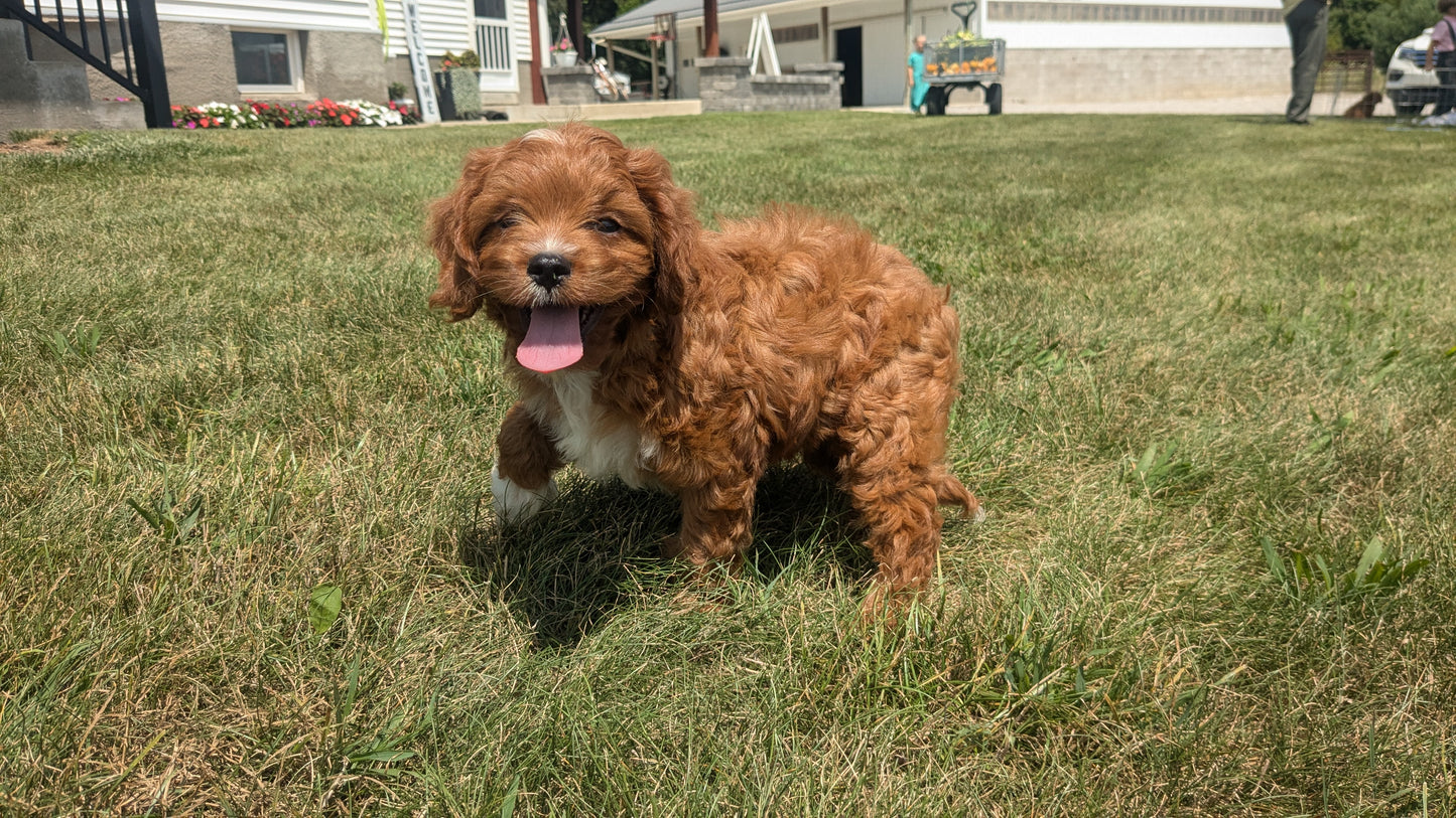 CAVAPOO (06/05) MALE