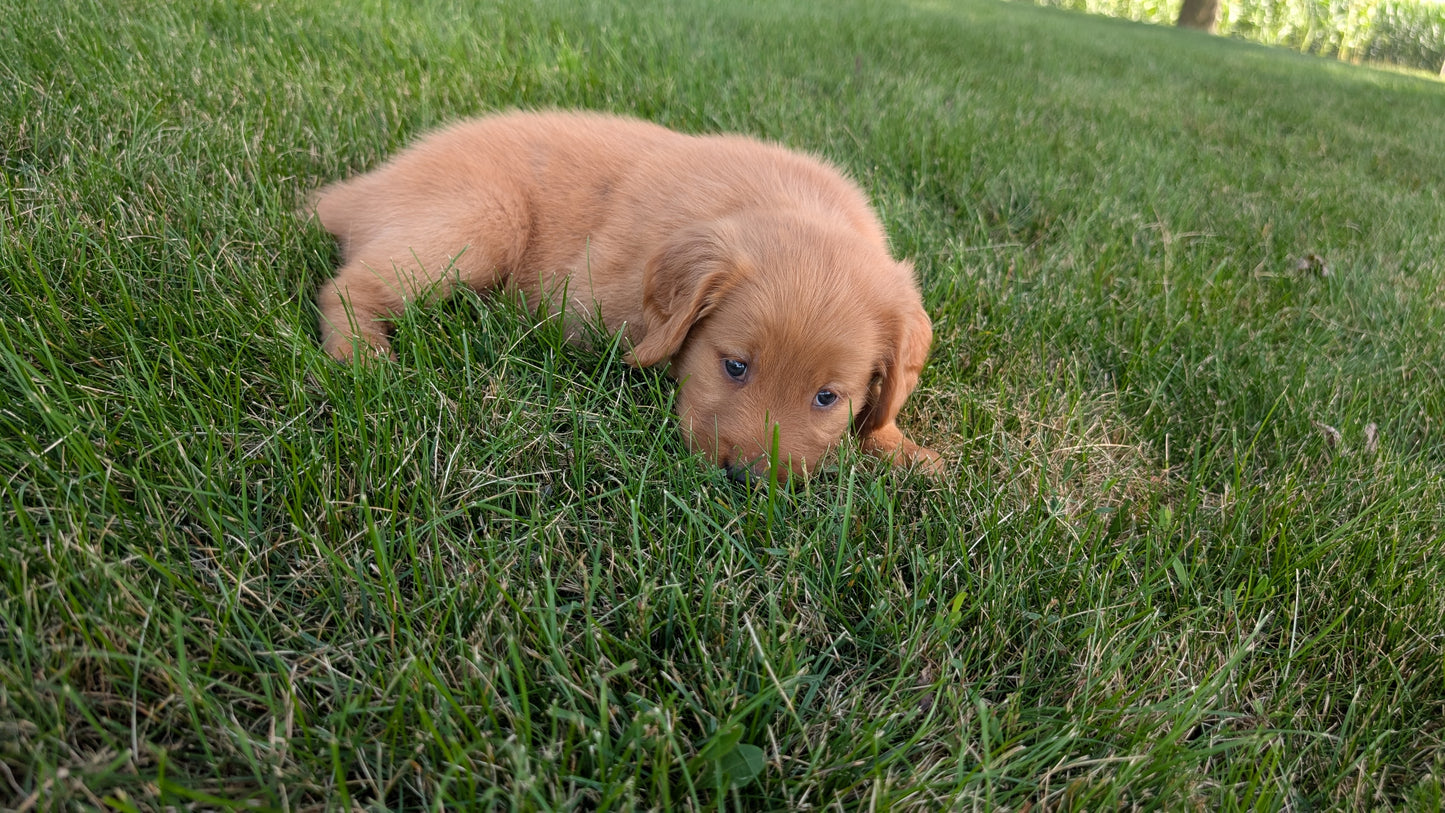 GOLDEN RETRIEVER (07/17) FEMALE