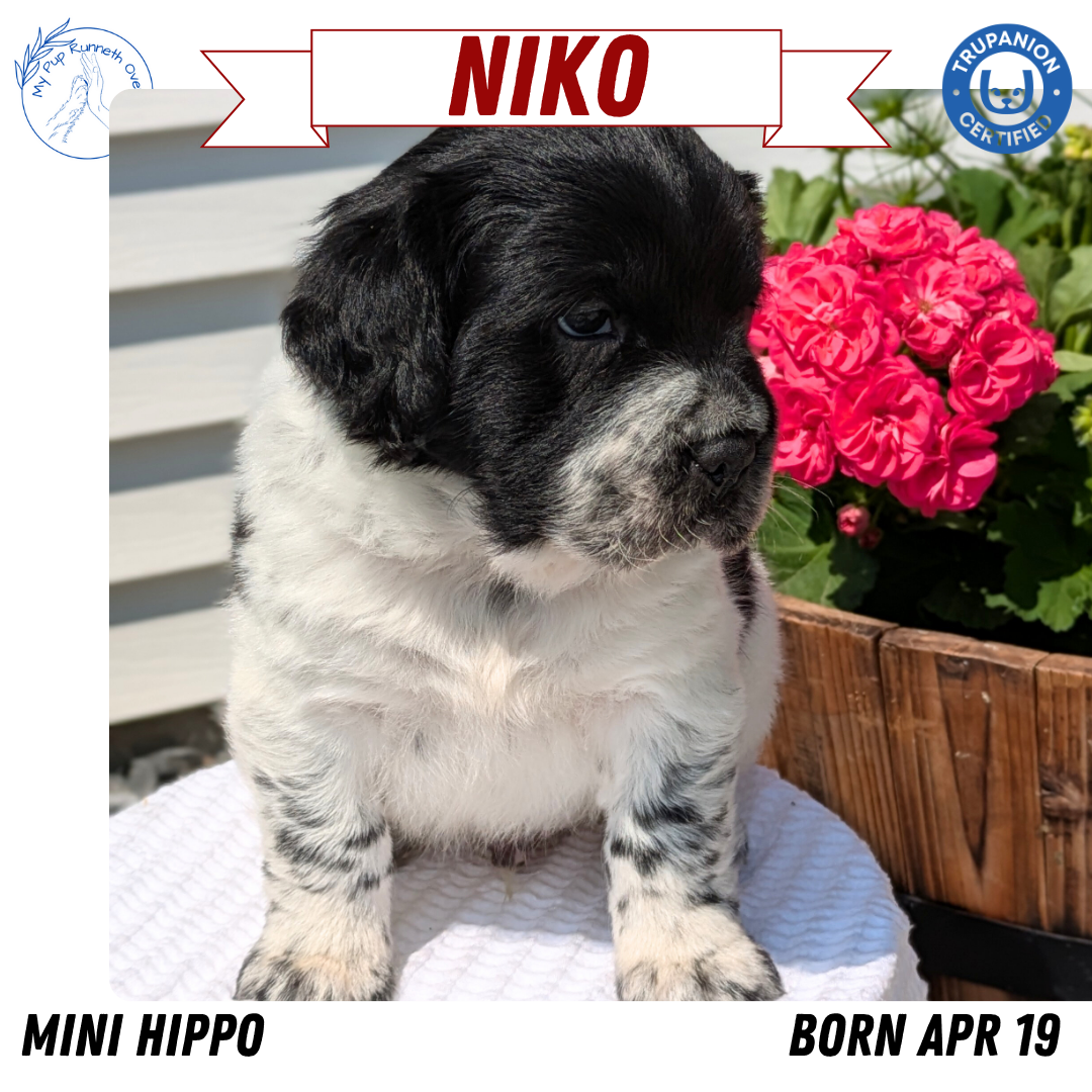 MINI HIPPO (04/19) MALE