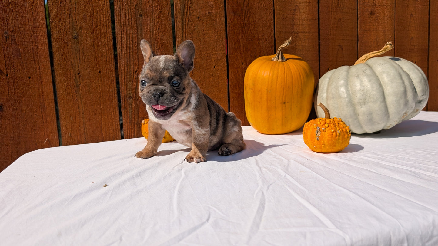 FRENCH BULLDOG (08/12) MALE