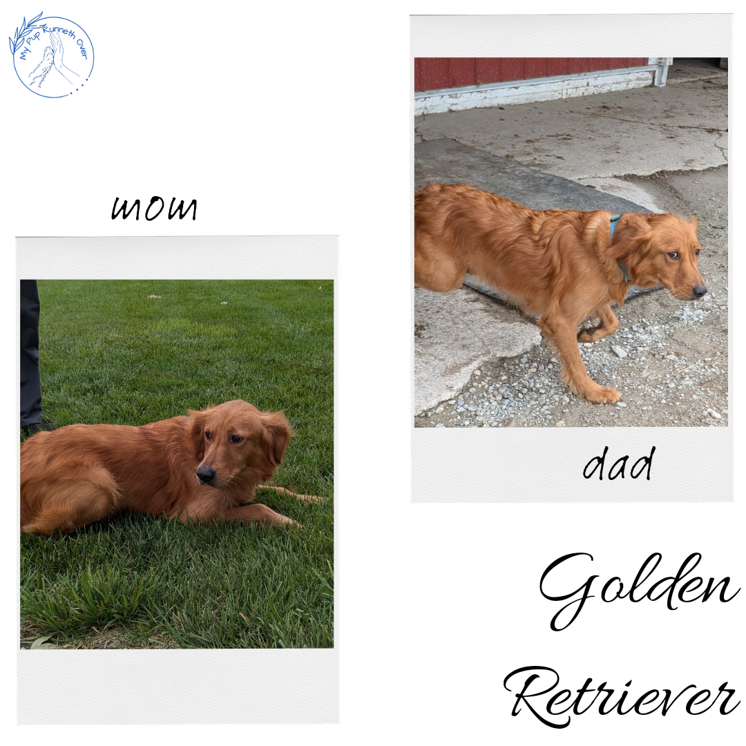 GOLDEN RETRIEVER (05/10) FEMALE