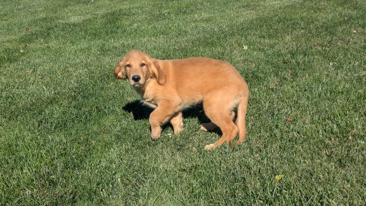 GOLDEN RETRIEVER (06/24) MALE