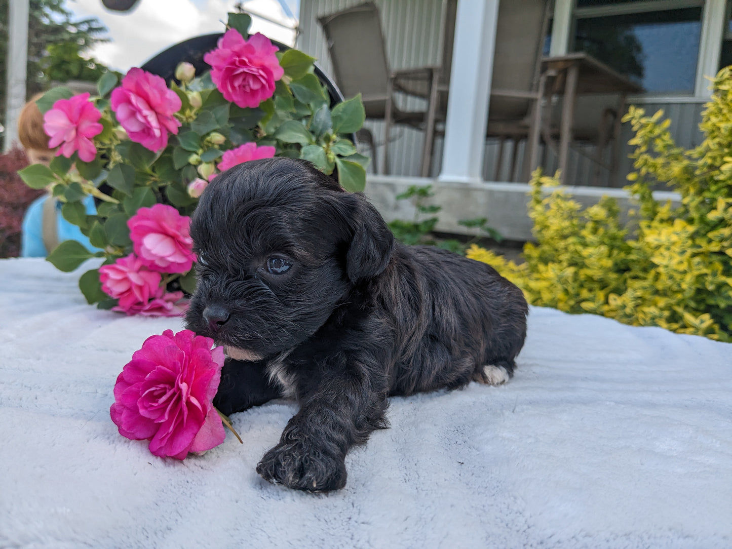 SHIH-POO (04/22) MALE