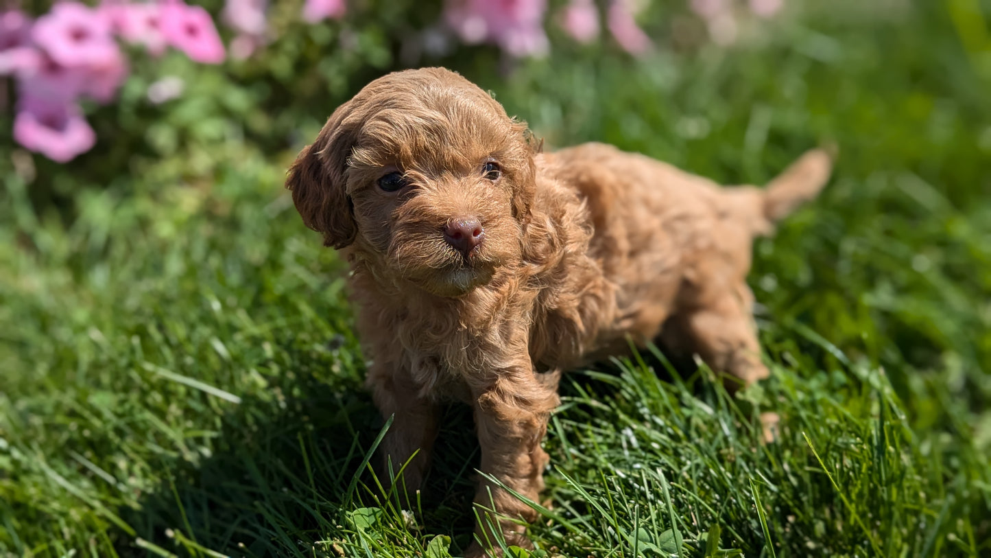 CAVAPOO (08/02) MALE