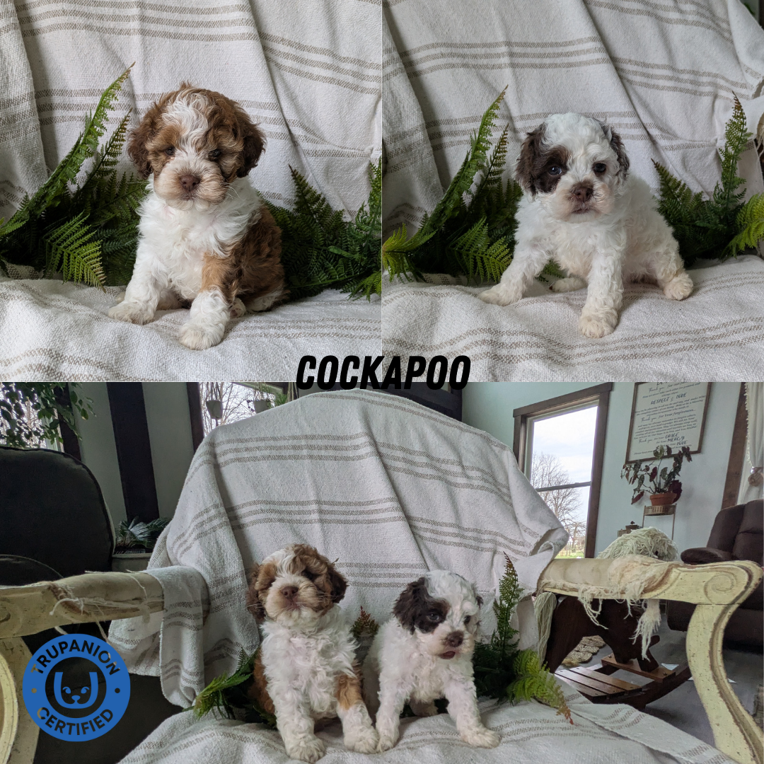 COCKAPOO (03/03) FEMALE