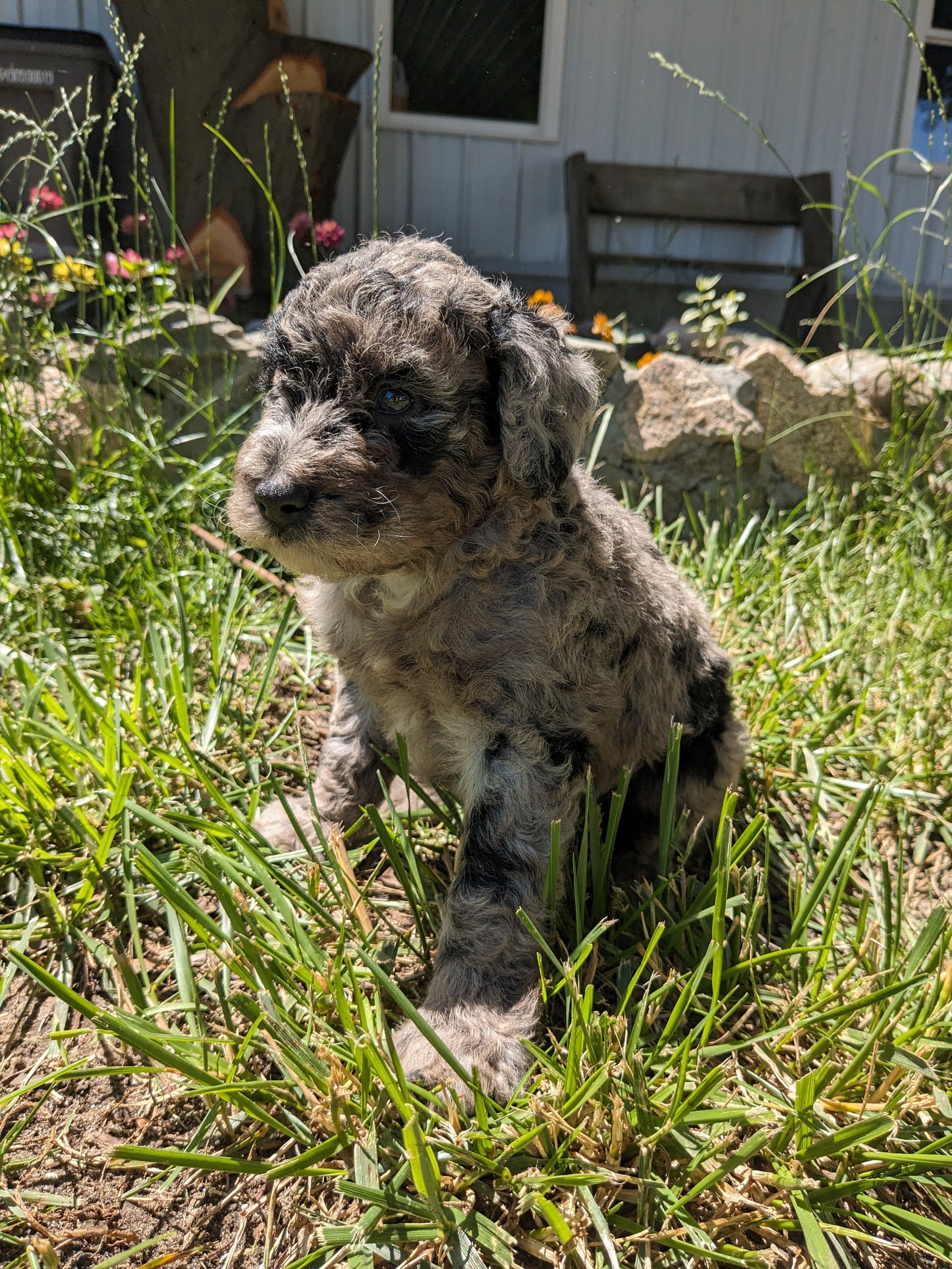 MINI POODLE (04/27) MALE