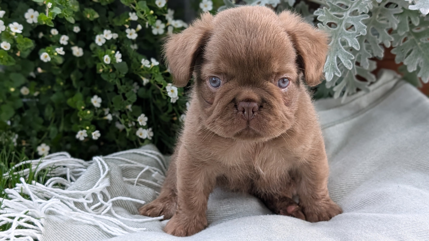 FRENCH BULLDOG (MAY 26) MALE