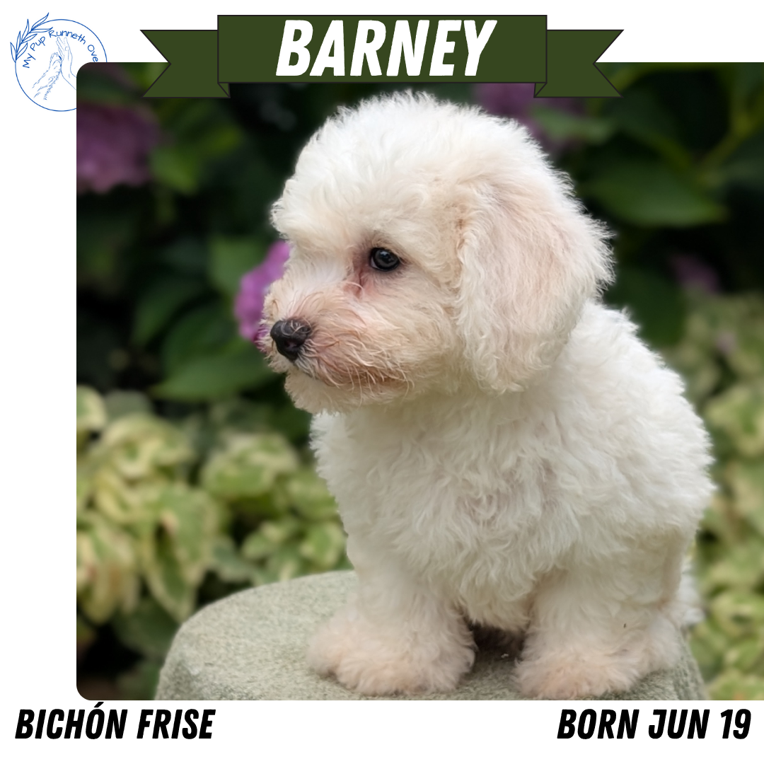 BICHON FRISE (06/19) MALE