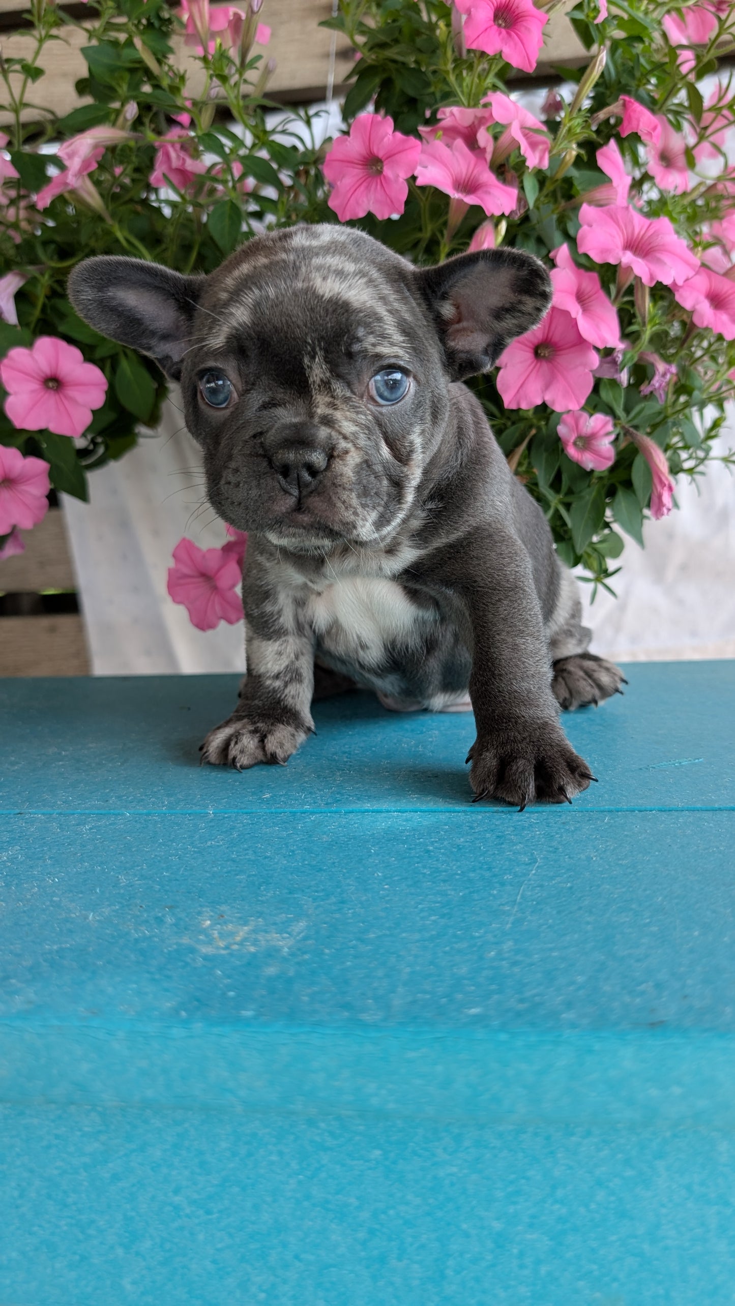 FRENCH BULLDOG (06/30) FEMALE