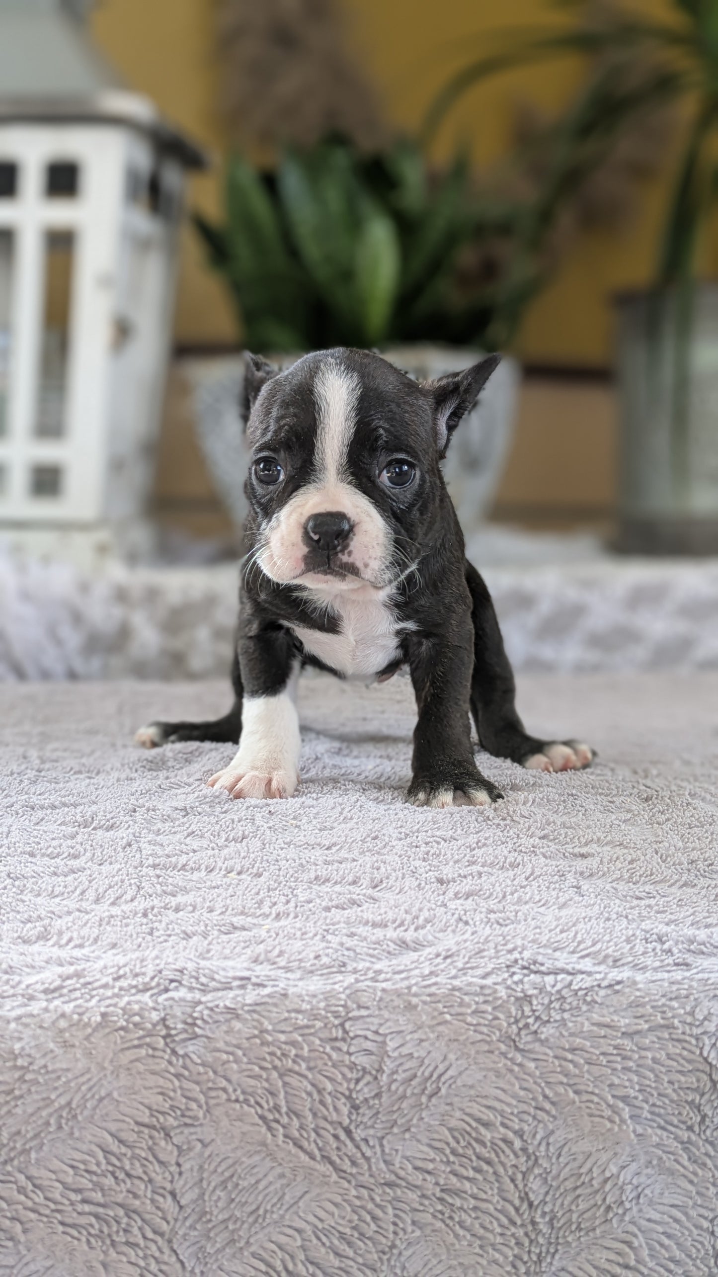 BOSTON TERRIER (12/09) FEMALE