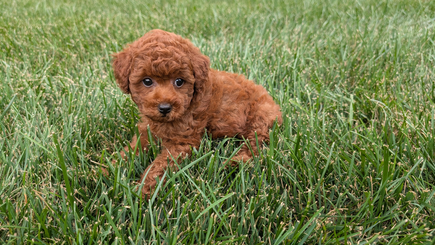 TOY POODLE (07/01) MALE