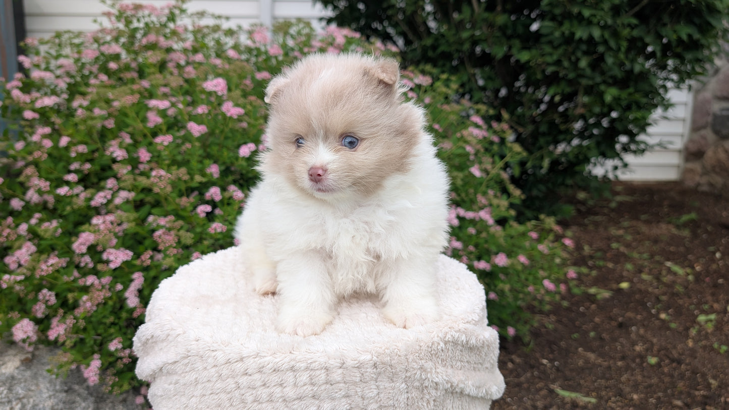 POMERANIAN (04/22) MALE