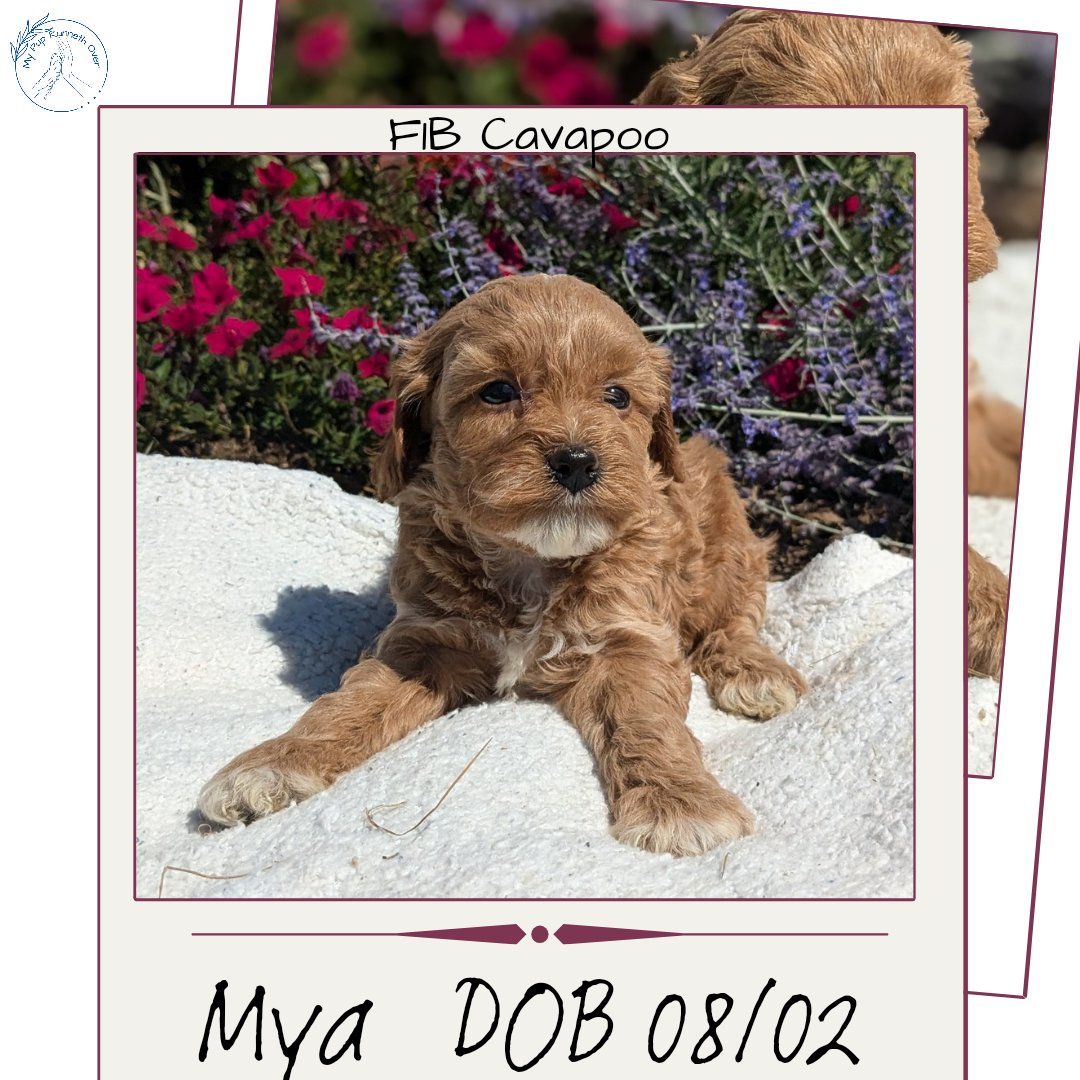 CAVAPOO (08/02) FEMALE