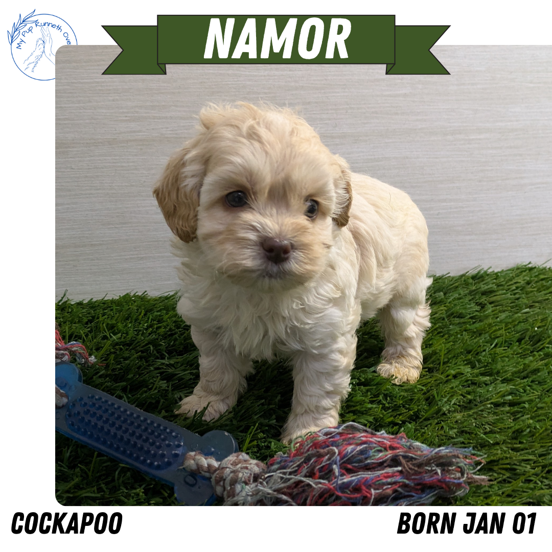 COCKAPOO (01/01) MALE