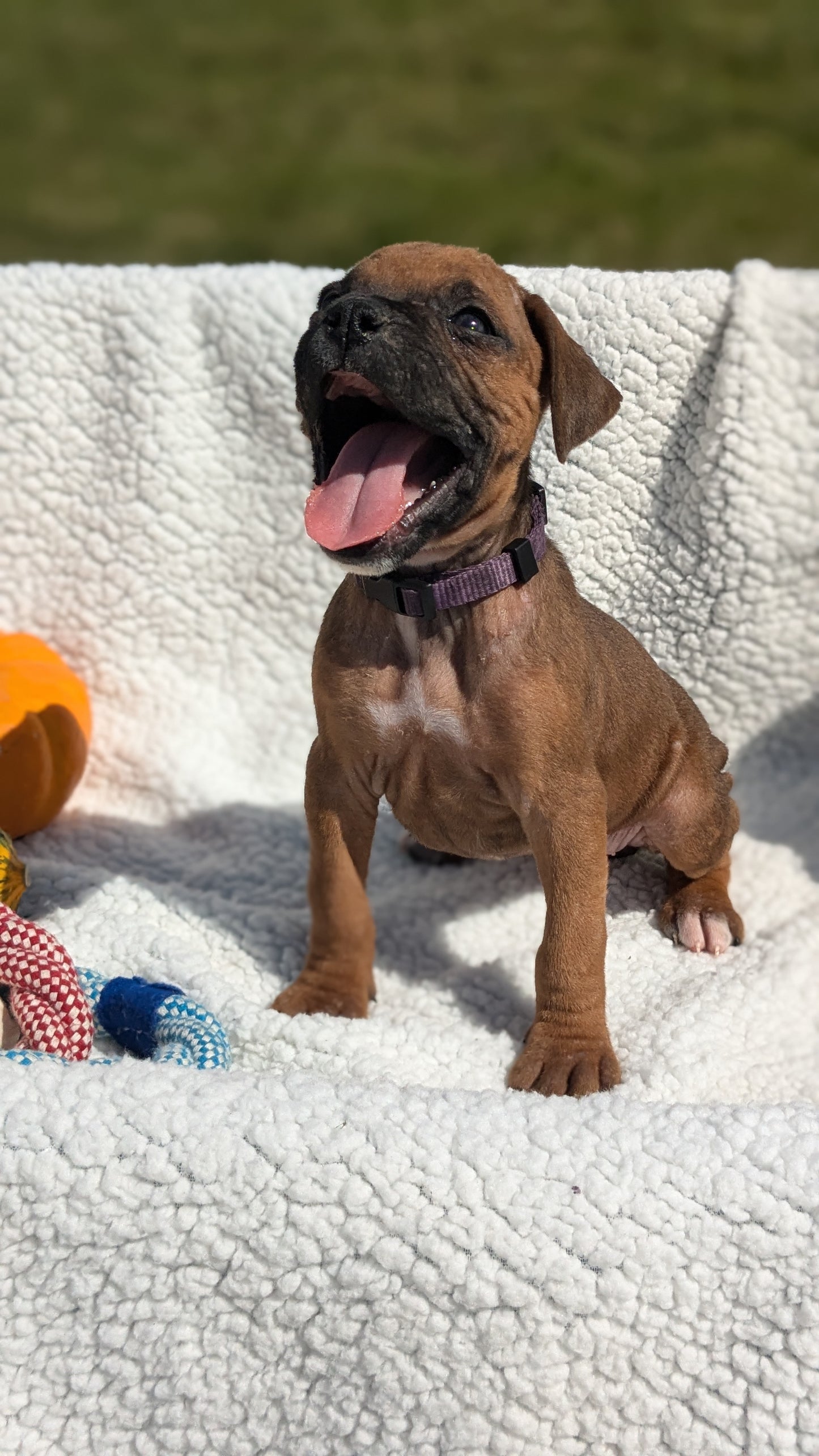 BOXER (08/27) FEMALE