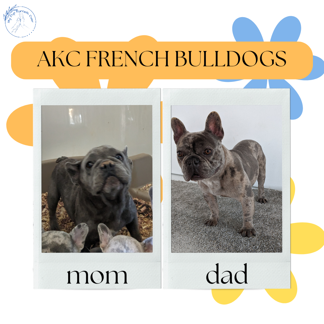 FRENCH BULLDOG (03/15) FEMALE