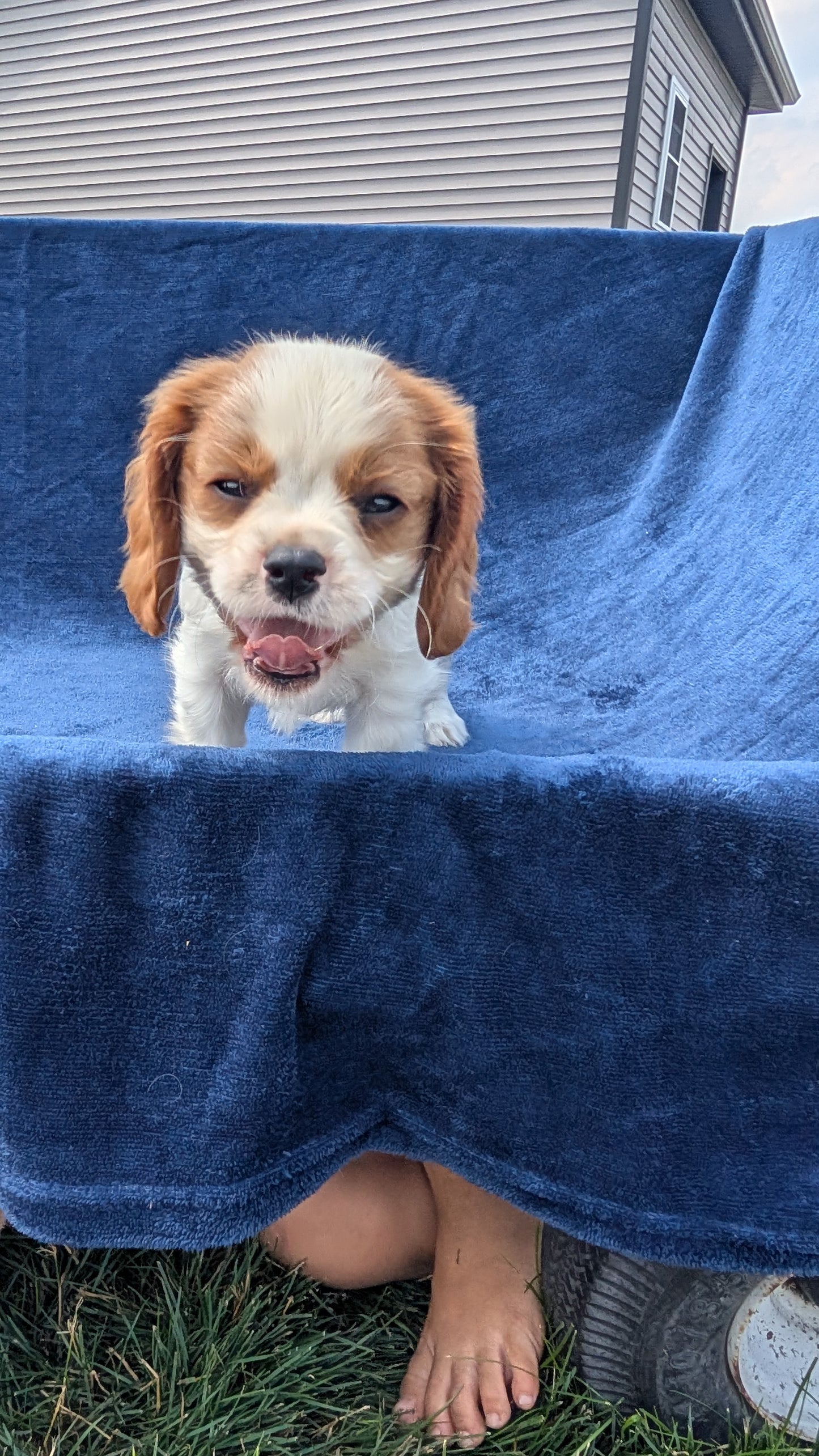 CAVALIER (05/19) MALE
