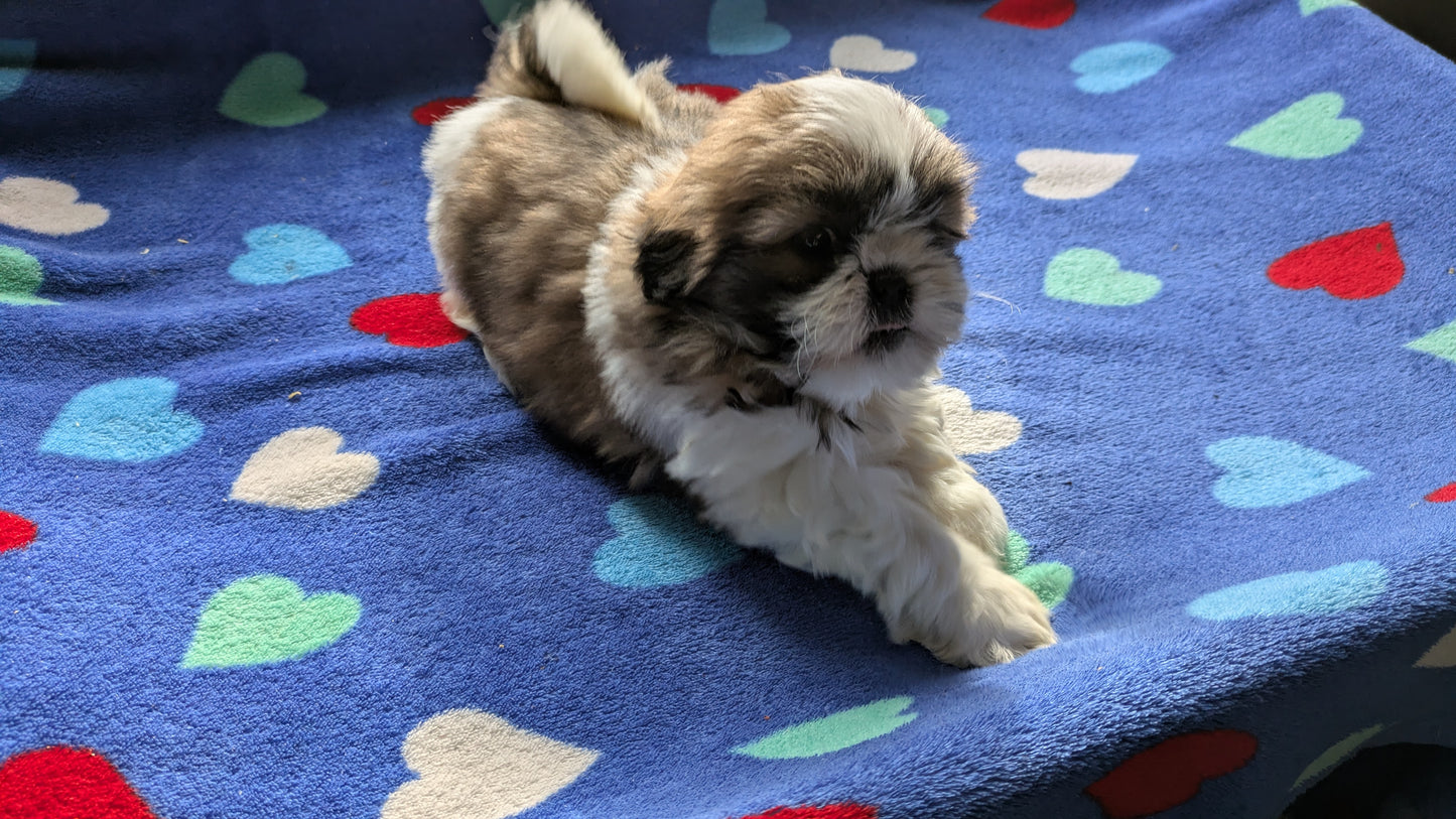SHIH TZU (10/23) MALE
