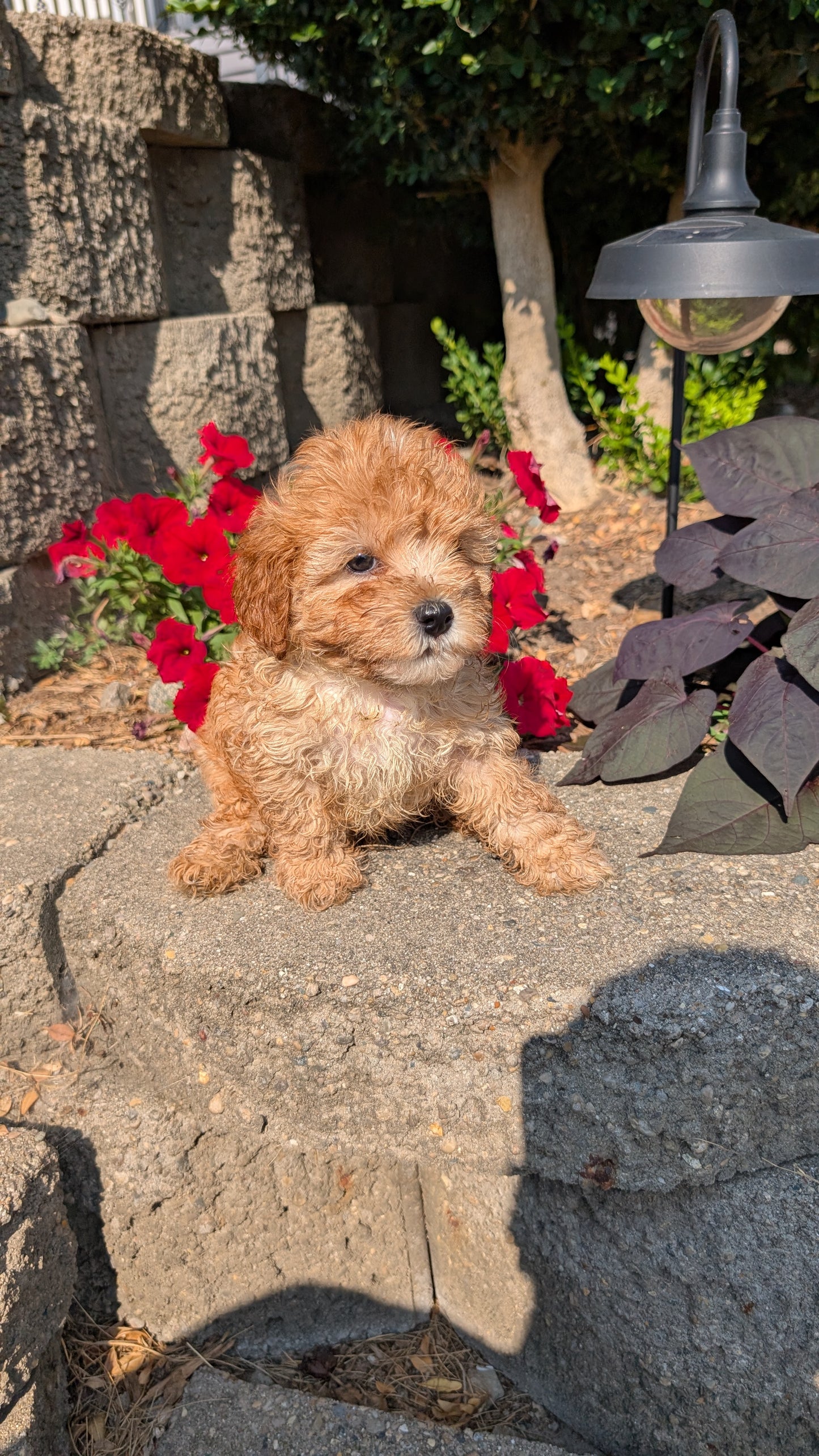 CAVAPOO (05/29) MALE