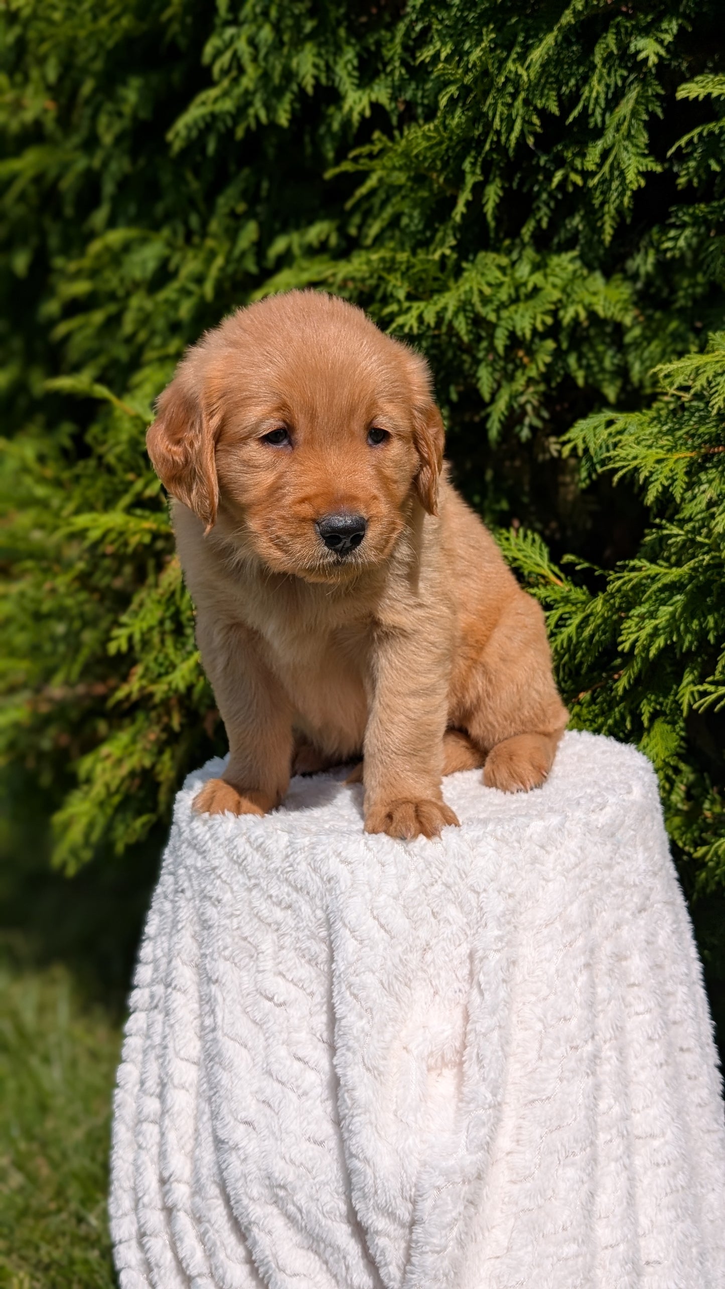 GOLDEN RETRIEVER (07/16) FEMALE
