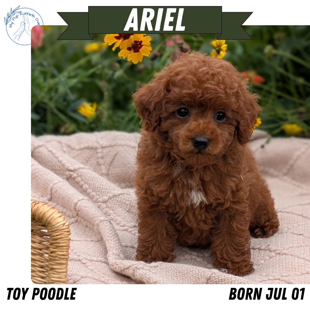 TOY POODLE (07/01) FEMALE