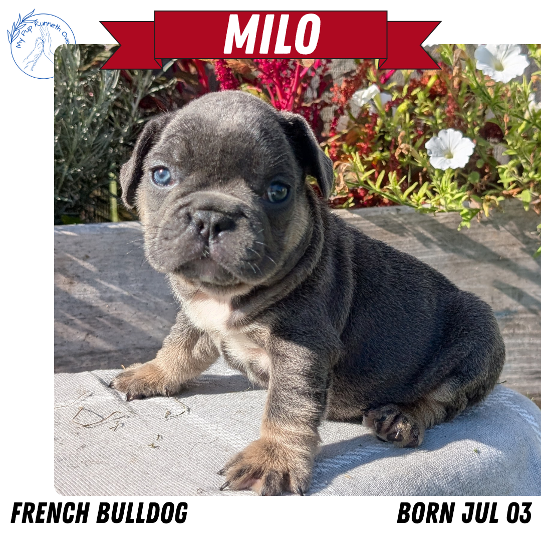 FRENCH BULLDOG (07/03) MALE
