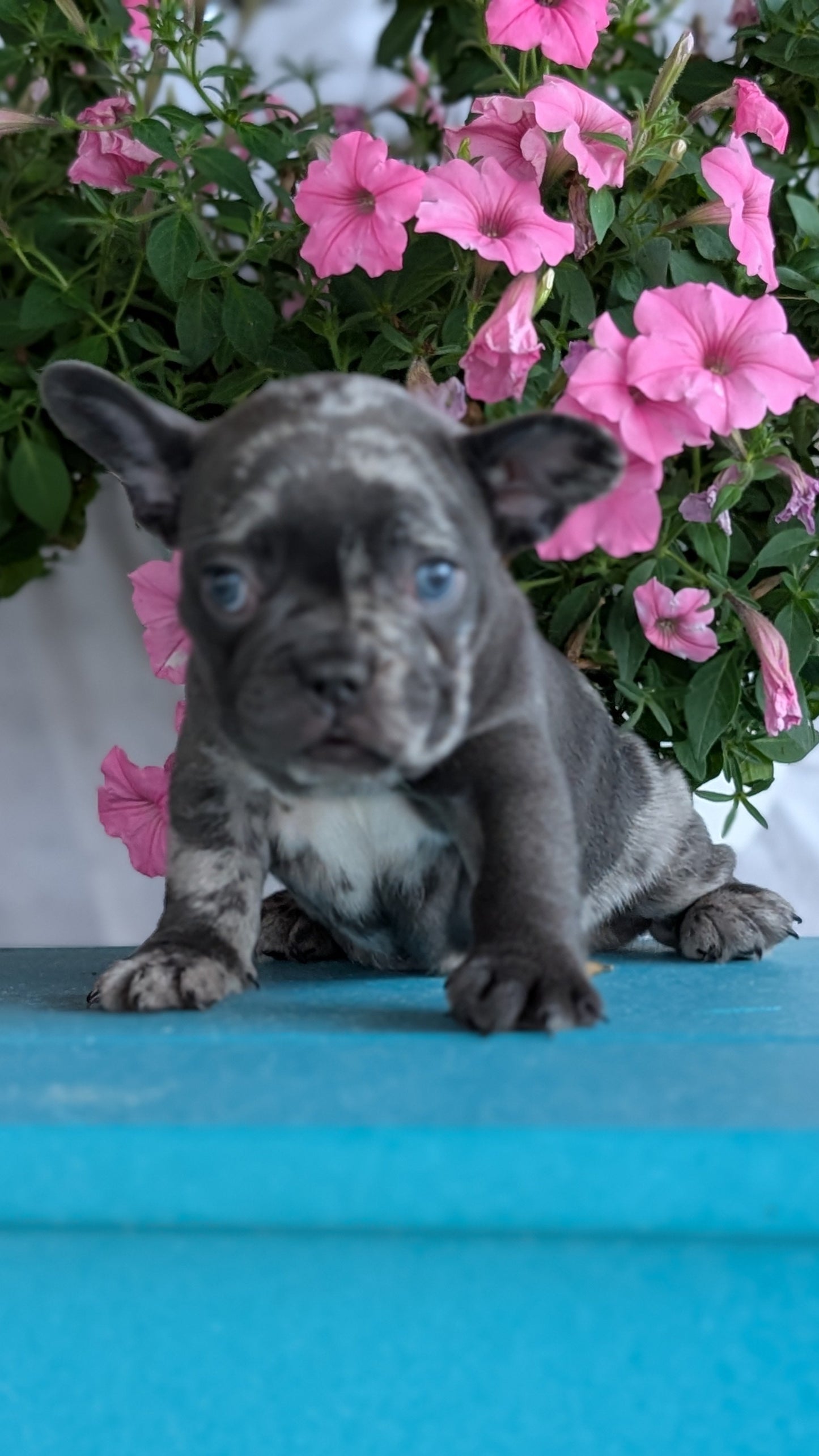 FRENCH BULLDOG (06/30) FEMALE