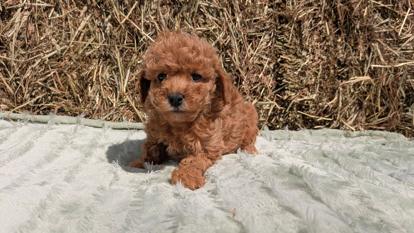 MINI POODLE (03/18) FEMALE