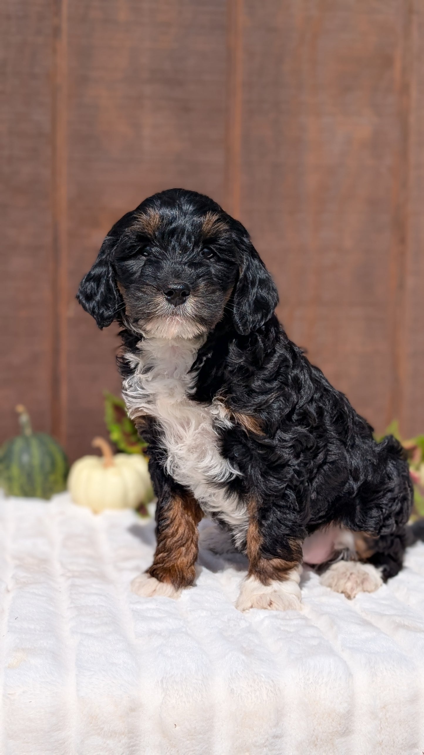 MINI BERNEDOODLE (08/06) FEMALE