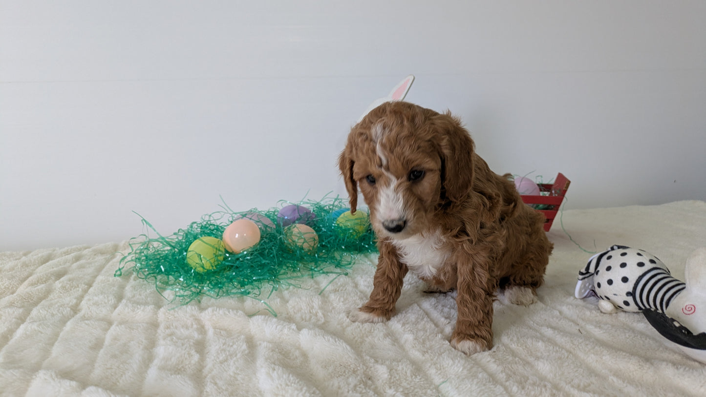 MINI GOLDENDOODLE (02/28) MALE